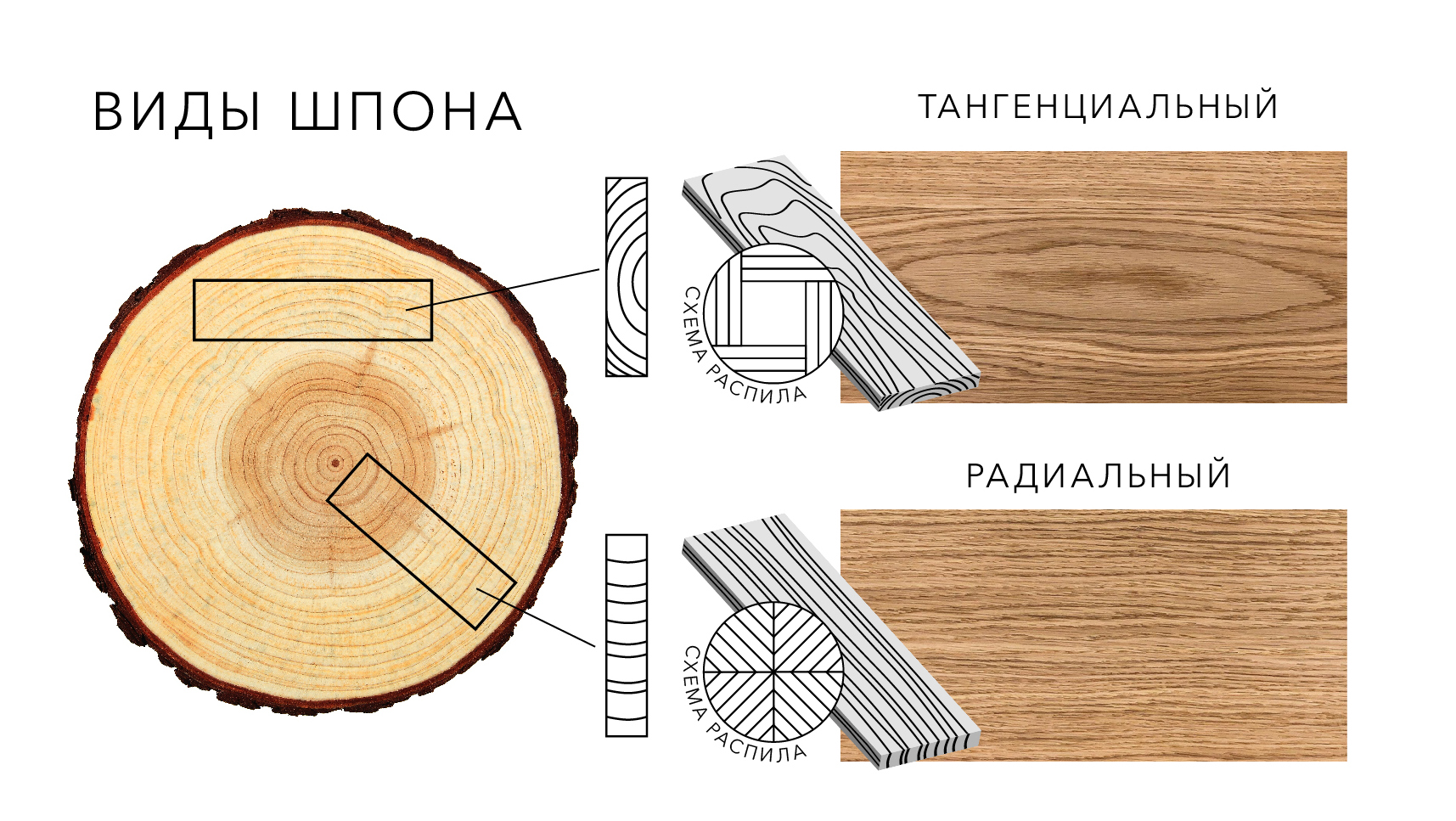 Тангенциальный рисунок шпона